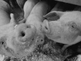 Close View of Two Young Pigs Photographie