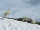 Rocky Mountain Goat Kids (Oreamnos Americanus) Frolic in the Snow Photographic Print by Tom Murphy