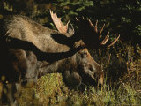 Profile of a Moose in Denali National Park Photographic Print