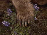 The Paw of a Tranquilized Grizzly Bear and Purple Wildflowers Photographic Print