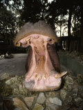 Close view of the open mouth of a captive hippopotamus Lámina fotográfica