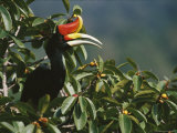 A Rhinoceros Hornbill Perched in a Strangler Fig Tree Photographie