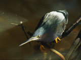 A Green-Backed Heron Hunts for Fish Photographic Print