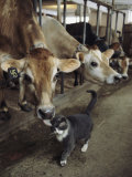 A Cat Accepts a Lick from a Cow at a Dairy Farm in Massachusetts Fotografisk trykk av Ira Block