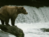 A Grizzly Bear Waits Patiently Near a Waterfall for Passing Fish Photographic Print by Tom Murphy