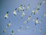 A Flock of Gulls in Flight Photographic Print by Bill Curtsinger