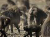 A Pair of Male Geladas, Theropithecus Gelada, Have a Spat Photographic Print