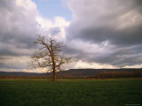 A Leafless Tree Stands in a Field Below the Cumberland Plateau Photographic Print by Stephen Alvarez