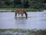 A Grazing Chincoteague Pony with Her Foal Photographic Print by Medford Taylor