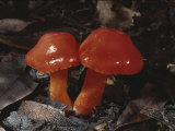 Glossy, Brilliant Red Mushrooms Called Scarlet Waxy Caps Photographic Print