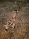 A Young Reticulated Giraffe, Giraffa Reticulata Photographic Print