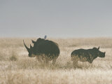 A Pair of Southern White Rhinoceroses on a Grassy Plain Fotoprint van Roy Toft A Pair of Southern White Rhinoceroses on a Grassy Plain Fotoprint van Roy Toft