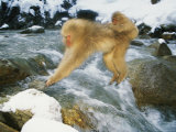 Japanese Macaques (Macaca Fuscata), Leaping, Jigokudani, Japan Photographic Print