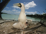 A Masked Booby (Sula Dactylatra) Attends a Nestling on Palmyra Photographic Print