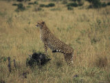 An Alert Cheetah Observes its Surroundings Photographic Print