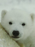 A Portrait of a Polar Bear Cub Photographic Print by Norbert Rosing