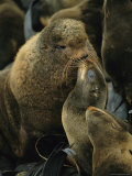 Northern Fur Seals Nuzzle Each Other Photographic Print