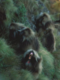 A Male Gelada, with a Group of Females, Bares His Teeth Aggressively Photographic Print