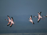 Greater Flamingos in Flight Photographic Print by Roy Toft