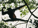 A female orangutan hangs from the branch of a tree Lámina fotográfica A female orangutan hangs from the branch of a tree Lámina fotográfica