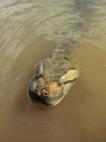 Close View of the Head of an Anaconda Swimming in a River Photographic Print by Ed George
