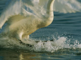 A Whooping Swan (Cygnus Cygnus) Comes in for a Landing on a Lake Photographic Print
