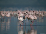 A Group of Greater Flamingos Wade in the Shallow Water of Lake Nakuru Photographic Print by Roy Toft