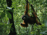 A male orangutan feeds on fresh fruit plucked from a tree Lámina fotográfica A male orangutan feeds on fresh fruit plucked from a tree Lámina fotográfica