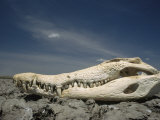 An Orinoco Crocodile Skull Bleached White Sits on a Rocky Shore Photographic Print by Ed George
