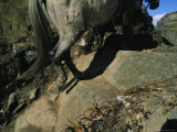 Sure-Footed Pack Animals Navigate Worn Stone Stairs Used by the Incas Photographic Print by Gordon Wiltsie