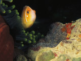 A Clownfish Guards its Nest of Eggs Photographic Print
