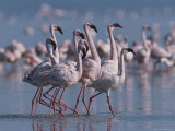 A Group of Greater Flamingos Wade in the Shallow Water of Lake Nakuru Photographic Print