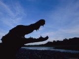 A Silhouetted Black Caiman with its Mouth Open in Warning Photographic Print by Joel Sartore