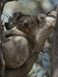 Koala in Tree Lámina fotográfica
