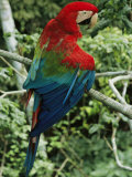 A Scarlet Macaw Sits on a Tree Branch in Venezuela Photographie