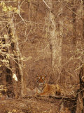 A Resting Bengal Tiger Camouflaged in Forest Growth Photographic Print by Jason Edwards