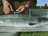 A Scientist Arms an Atlantic Salmon with Data-Storage Tags Photographic Print