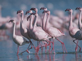 A Group of Greater Flamingos Wade in the Shallow Water of Lake Nakuru Photographic Print