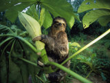 A Three-Toed Sloth Feeds on the Leaves of an Ambaibo Tree Photographic Print by Joel Sartore