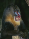 A Captive Adult Male Mandrill, Mandrillus Sphinx, from Africa Photographic Print by Tim Laman