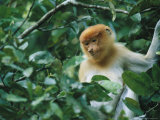Portrait of a Young Proboscis Monkey in Dense Foliage Photographic Print by Tim Laman