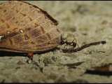 An Ant Uses its Powerful Jaws to Restrain a Moth by its Wing Photographic Print