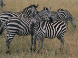 Zebras in the Serengeti National Park Photographic Print by Annie Griffiths