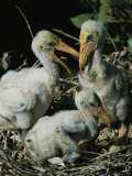 Caribbean Flamingo Chicks Sit in a Nest Photographic Print by Steve Winter