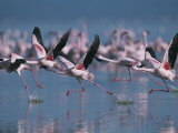 Greater Flamingos Run Through Shallow Water as They Take Flight Photographic Print by Roy Toft