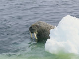 A Walrus, Odobenus Rosmarus, Peers from Behind a Chunk of Ice Photographic Print