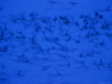 Panned View of Sandhill Cranes at Dusk Along the Platte River Photographic Print