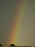A Rainbow Touches Earth in a Field with Animals Photographic Print