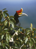 A Rhinoceros Hornbill Perched in the Crown of a Fruiting Fig Tree Photographic Print by Tim Laman