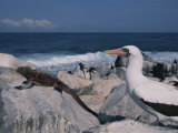 A Blue-Faced Booby and Marine Iguanas on a Rocky Galapagos Shore Photographic Print by Annie Griffiths